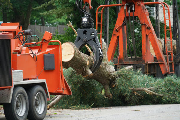 How Our Tree Care Process Works  in  Birch Bay, WA